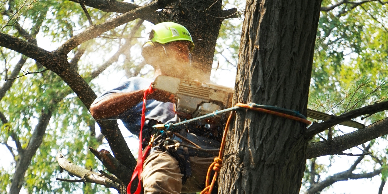 5+1 tény a fakivágásról és a zöldfelületek védelméről 