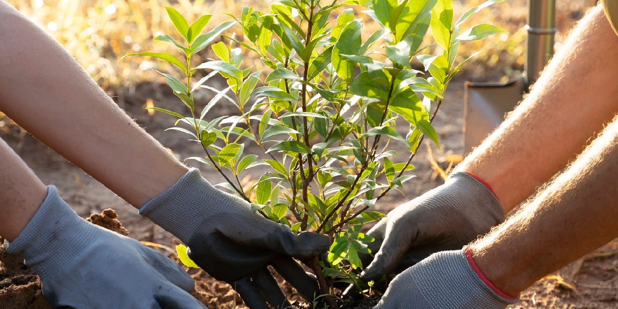 Fásítás Pomázon - 78 új fát ültet az önkormányzat a városban