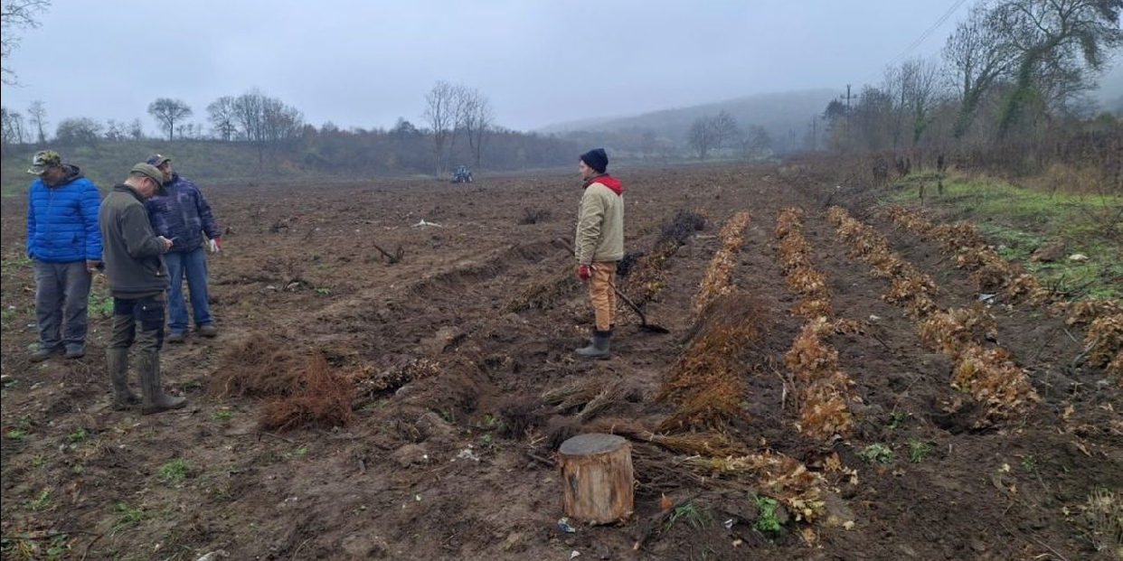 Folytatódik a Pomázi Parkerdő kialakítása